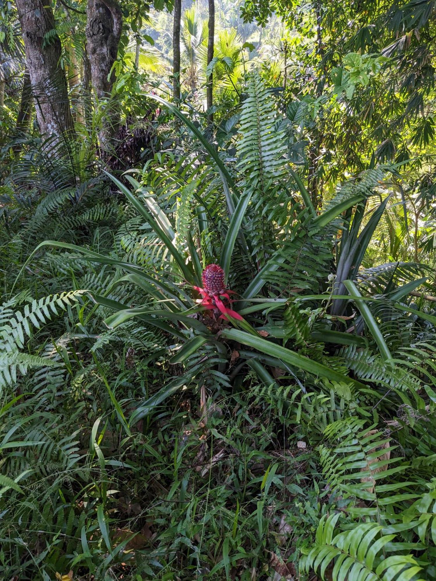 Nan Bungalows Tetebatu Buitenkant foto